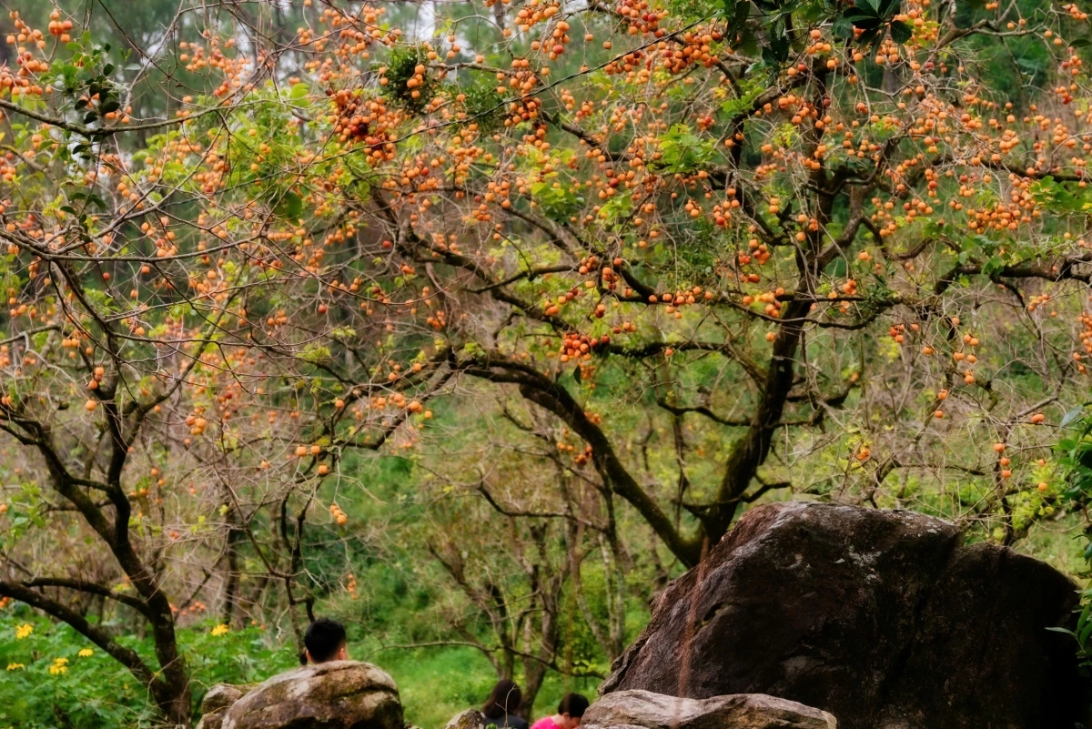 Vườn hồng cổ thụ đẹp như cổ tích hút khách "check in" ở Nghệ An  (xã Nam Anh, huyện Nam Đàn cũ)