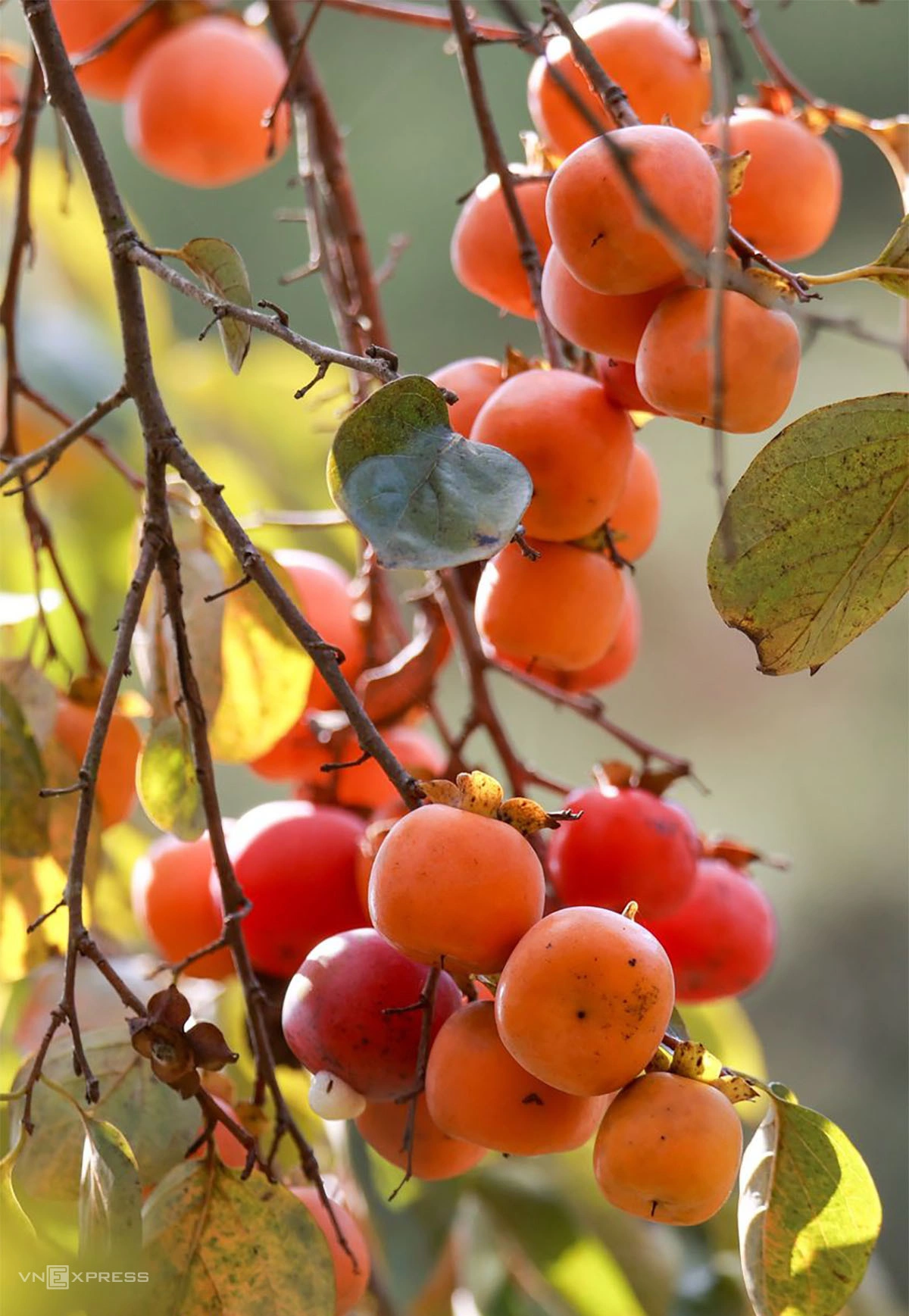 Vườn hồng hút khách check in ở Nghệ An