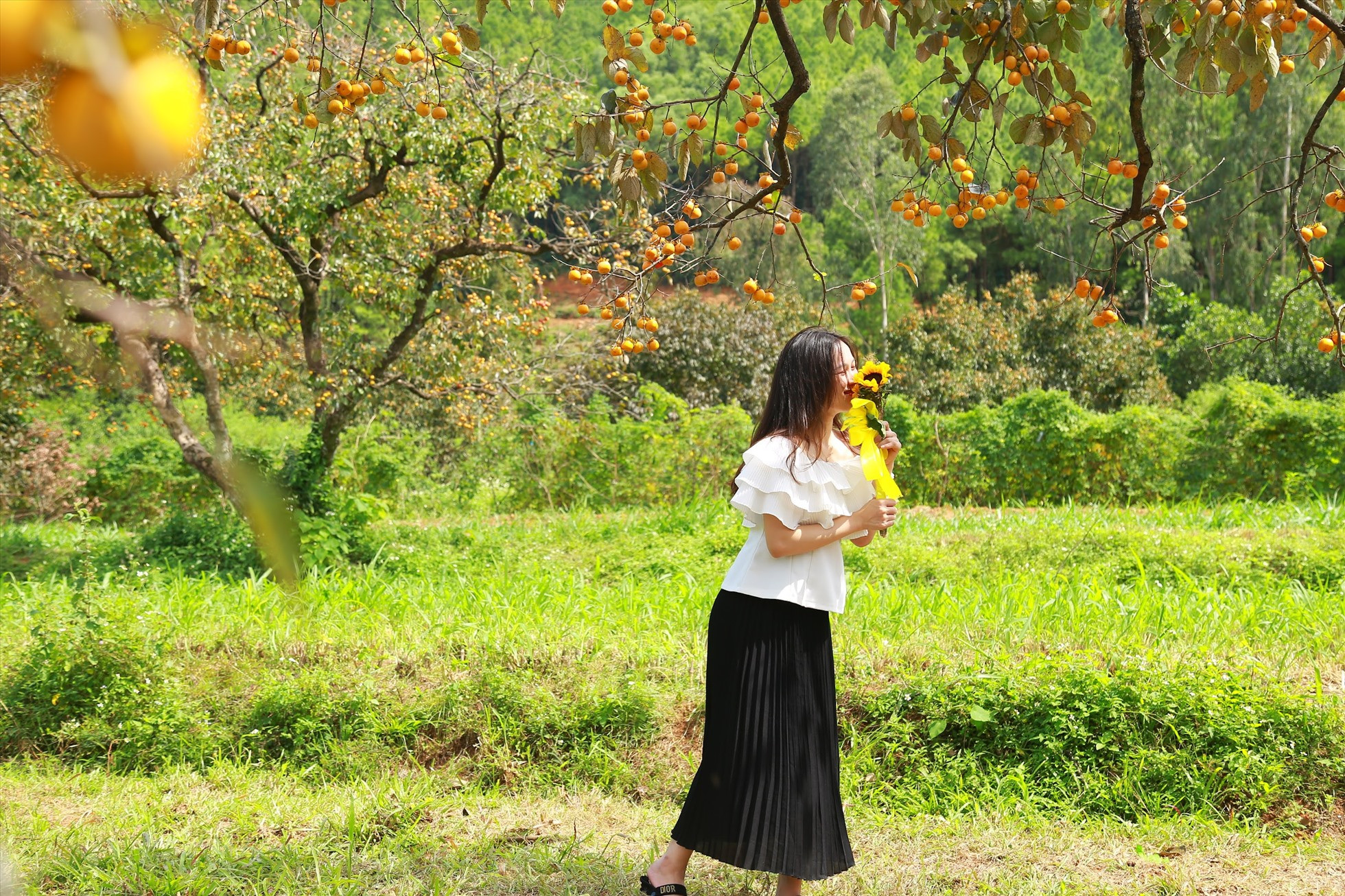 Vườn hồng cổ thụ đẹp như cổ tích hút khách "check in" ở Nghệ An